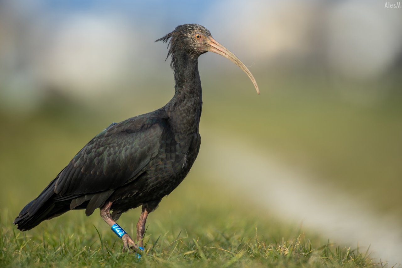 Klavžar Spinea, ujet letos 2. februarja med Kamnikom in Domžalami , najden preko aplikacije Animal tracker.
